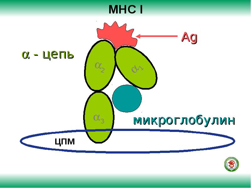 Главный комплекс. MHC иммунология. MHC 1 иммунология. MHC 1 И 2 иммунология. МНС иммунология.