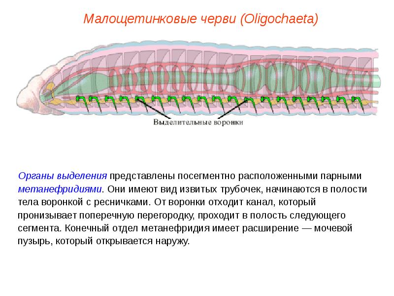 Кольчатые черви егэ презентация