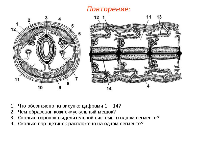 Кольчатые черви строение рисунок