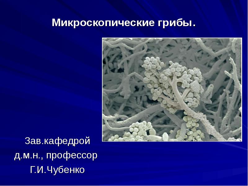 Микроскопические грибы.
Зав.кафедрой
д.м.н., профессор
Г.И.Чубенко Микроскопические грибы.
Зав.кафедрой
д.м.н., профессор
Г.И.Чубенко