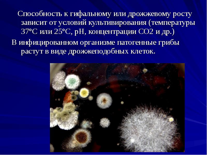 Микроскопические грибы презентация