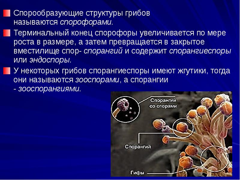 Микроскопические грибы презентация 2 класс