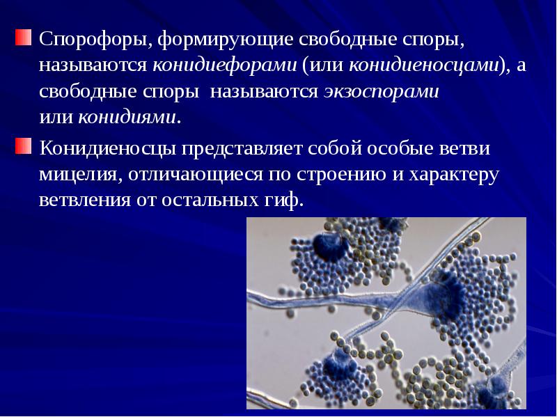 Спорофоры, формирующие свободные споры, называются конидиефорами (или конидиеносцами), а свободные споры называются экзоспорами или конидиями.
Спорофоры, формирующие свободные споры, называются конидиефорами (или конидиеносцами), а свободные споры называются экзоспорами или конидиями.