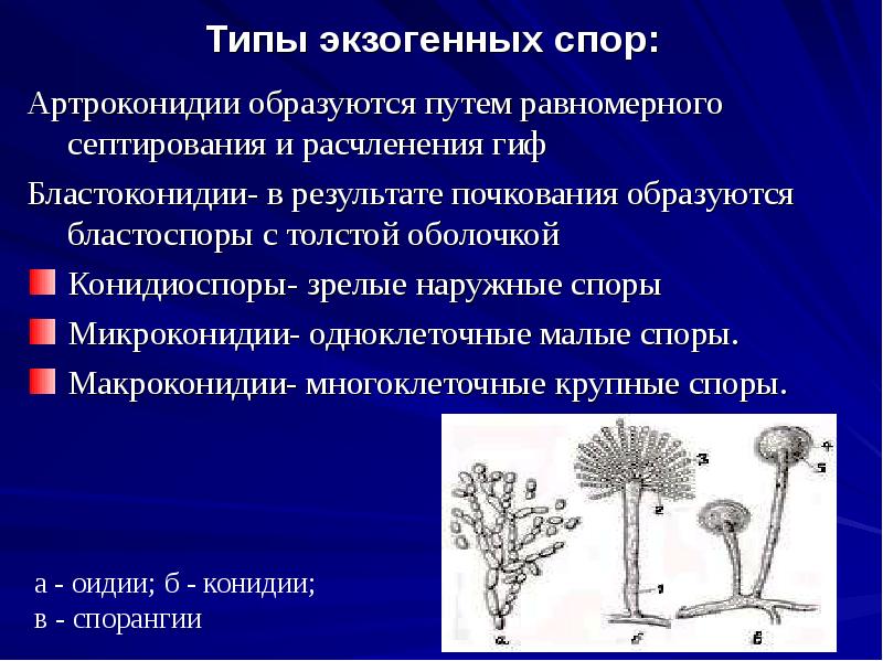 Типы экзогенных спор:
Артроконидии образуются путем равномерного септирования и Типы экзогенных спор:
Артроконидии образуются путем равномерного септирования и