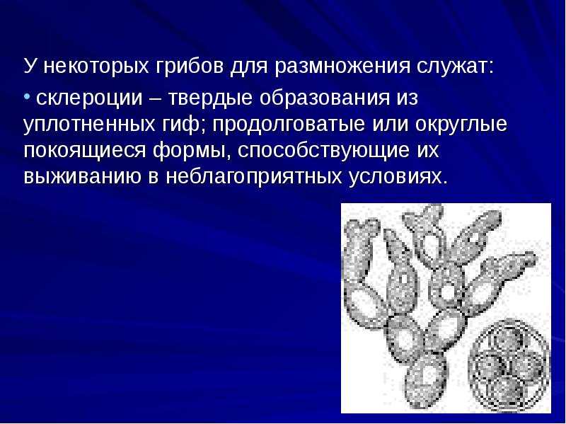 Микроскопические грибы презентация 2 класс