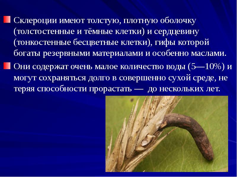 Склероции имеют толстую, плотную оболочку (толстостенные и тёмные клетки) и сердцевину Склероции имеют толстую, плотную оболочку (толстостенные и тёмные клетки) и сердцевину