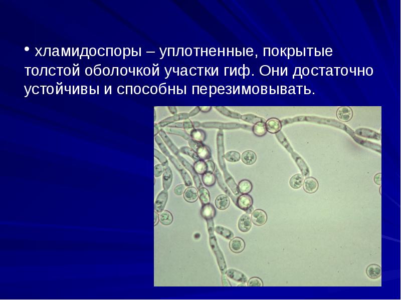 Микроскопические грибы презентация 3 класс