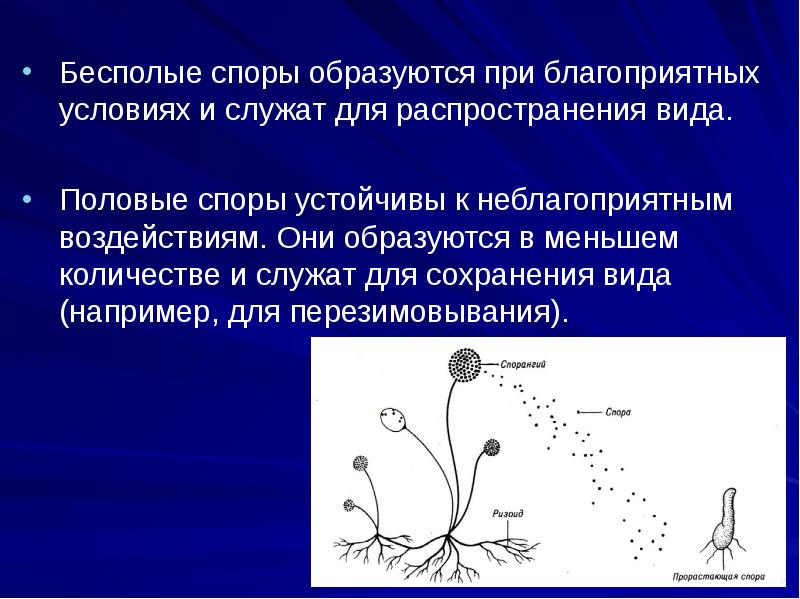 Где образуются споры