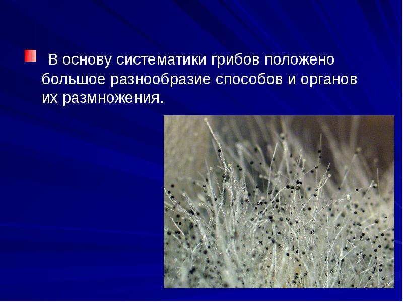 В основу систематики грибов положено большое разнообразие способов и органов их В основу систематики грибов положено большое разнообразие способов и органов их