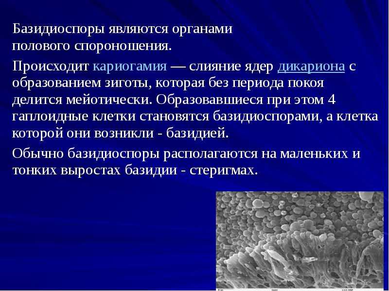 Базидиоспоры являются органами полового спороношения.
Базидиоспоры являются органами полового спороношения.
Происходит Базидиоспоры являются органами полового спороношения.
Базидиоспоры являются органами полового спороношения.
Происходит