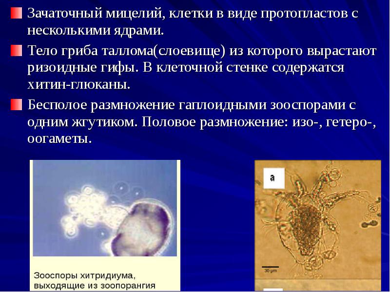 Микроскопические грибы презентация