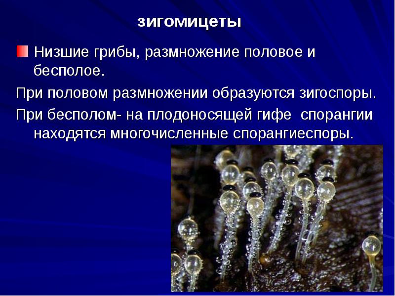зигомицеты
Низшие грибы, размножение половое и бесполое.
При половом размножении образуются зигомицеты
Низшие грибы, размножение половое и бесполое.
При половом размножении образуются