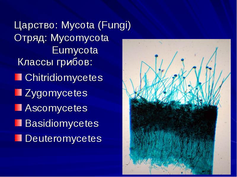 Царство: Mycota (Fungi) Отряд: Mycomycota Царство: Mycota (Fungi) Отряд: Mycomycota