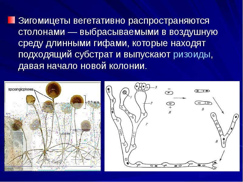 Микроскопические грибы презентация