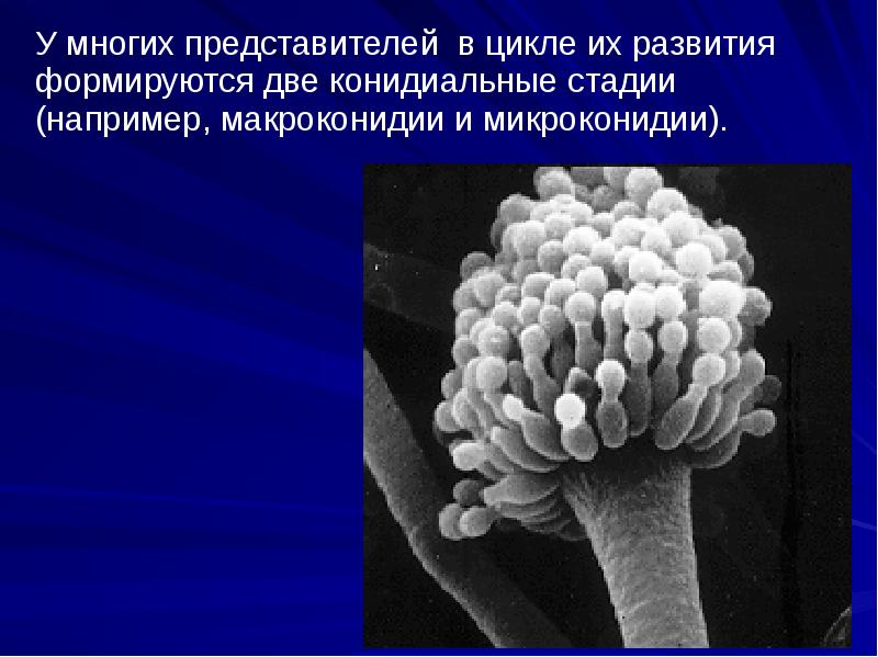 Микроскопические грибы презентация 2 класс