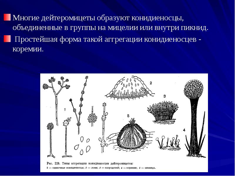 Микроскопические грибы презентация 2 класс