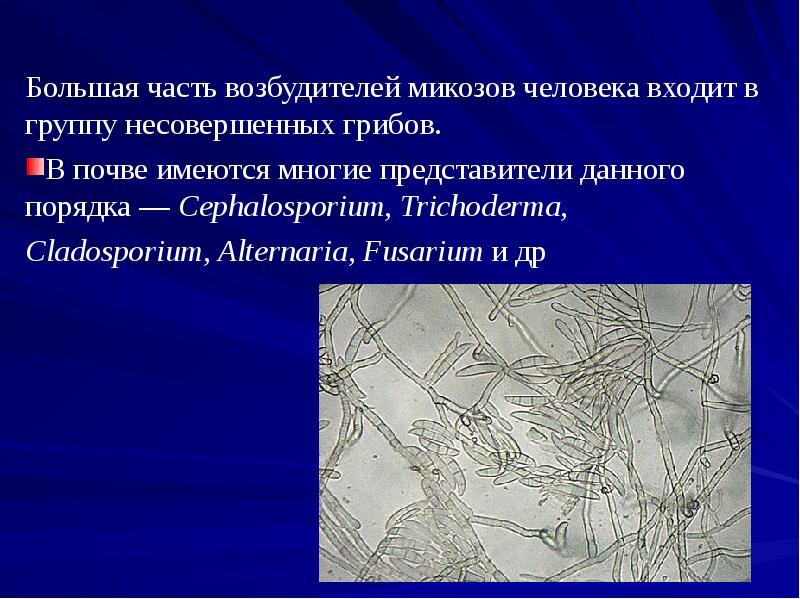 Большая часть возбудителей микозов человека входит в группу несовершенных грибов.
Большая часть возбудителей микозов человека входит в группу несовершенных грибов.