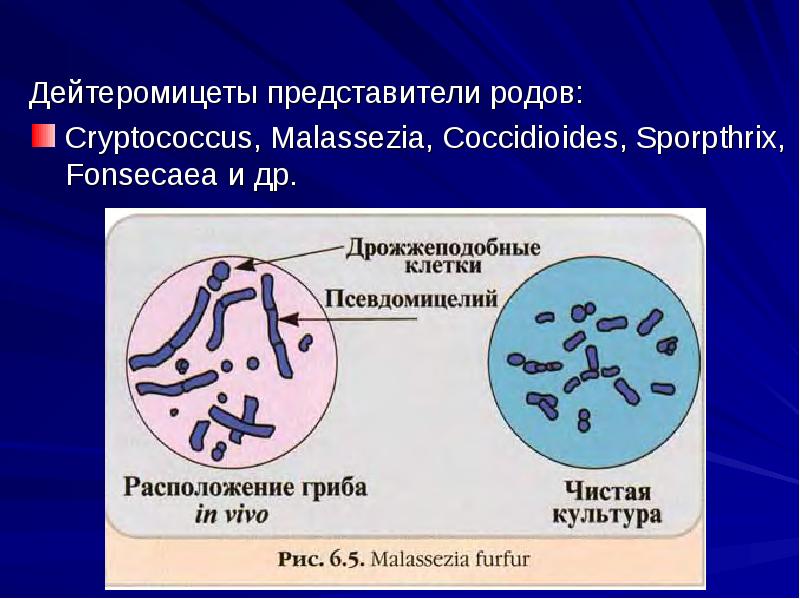 Микроскопические грибы презентация