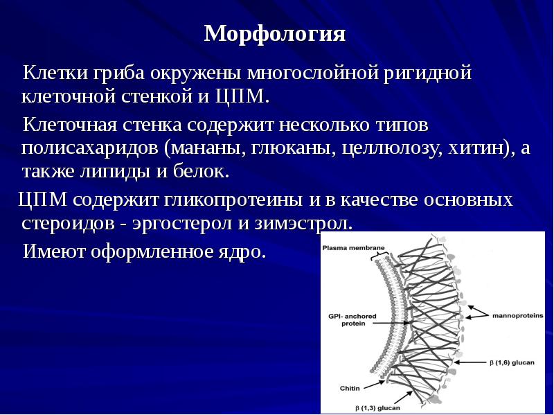 Стенка из хитина у грибов