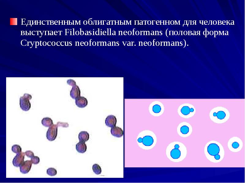 Единственным облигатным патогенном для человека выступает Filobasidiella neoformans (половая форма Cryptococcus Единственным облигатным патогенном для человека выступает Filobasidiella neoformans (половая форма Cryptococcus