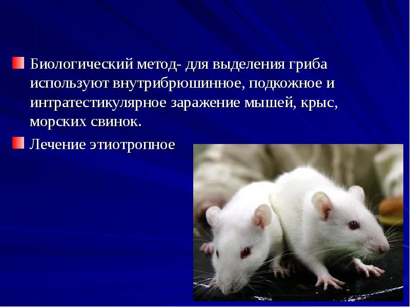Биологический метод- для выделения гриба используют внутрибрюшинное, подкожное и интратестикулярное заражение Биологический метод- для выделения гриба используют внутрибрюшинное, подкожное и интратестикулярное заражение