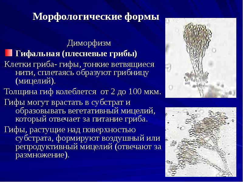 Микроскопические грибы презентация 2 класс