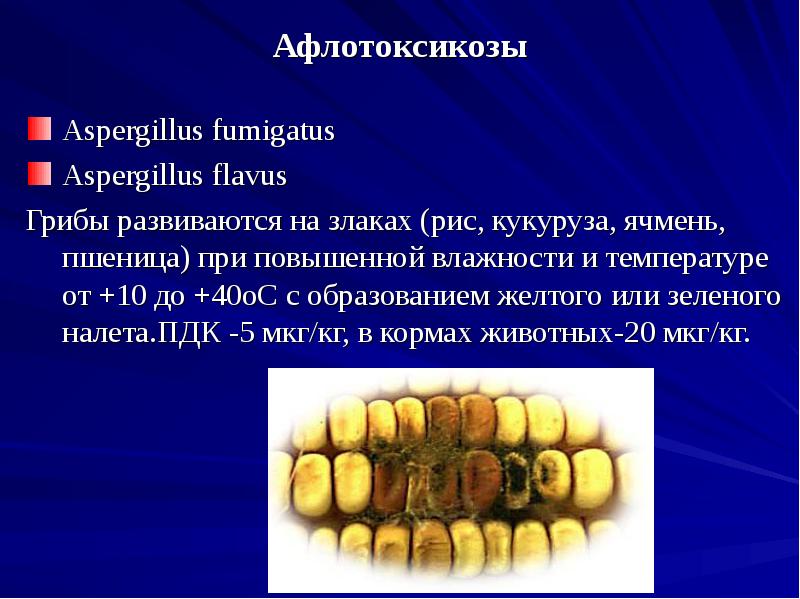 Микроскопические грибы презентация 3 класс