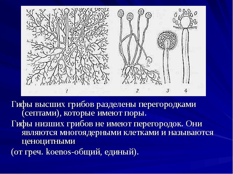 Гифы высших грибов разделены перегородками (септами), которые имеют поры.
Гифы низших Гифы высших грибов разделены перегородками (септами), которые имеют поры.
Гифы низших