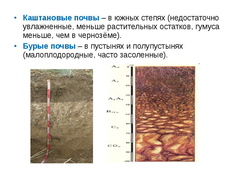 Каштановые почвы рисунок