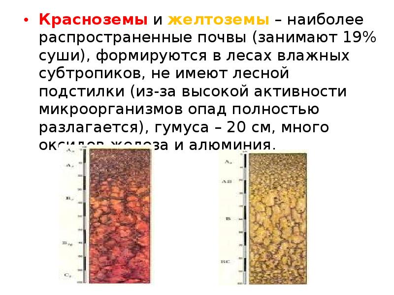 Какие почвы распространены под