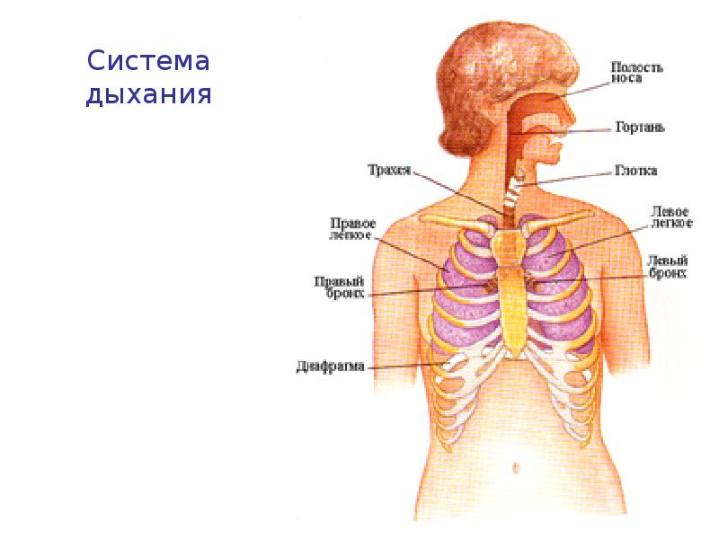 Внешнее дыхание картинка