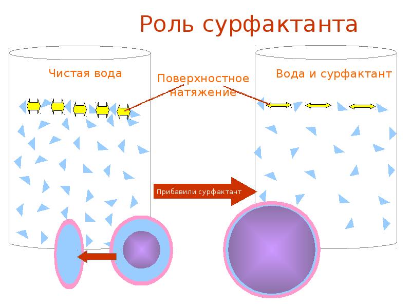 Функции сурфактанта. Сурфактанта. Роль сурфактанта. Сурфактант физиология дыхания. Структура сурфактанта.