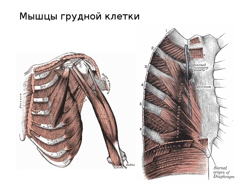 Поверхностные мышцы грудины анатомия