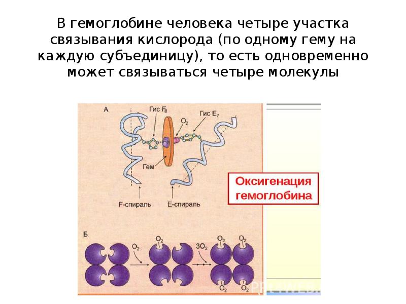 Схема связывания газов гемоглобином биохимия