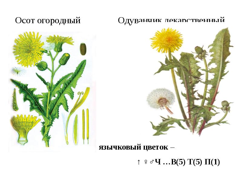 Диаграмма и формула одуванчика