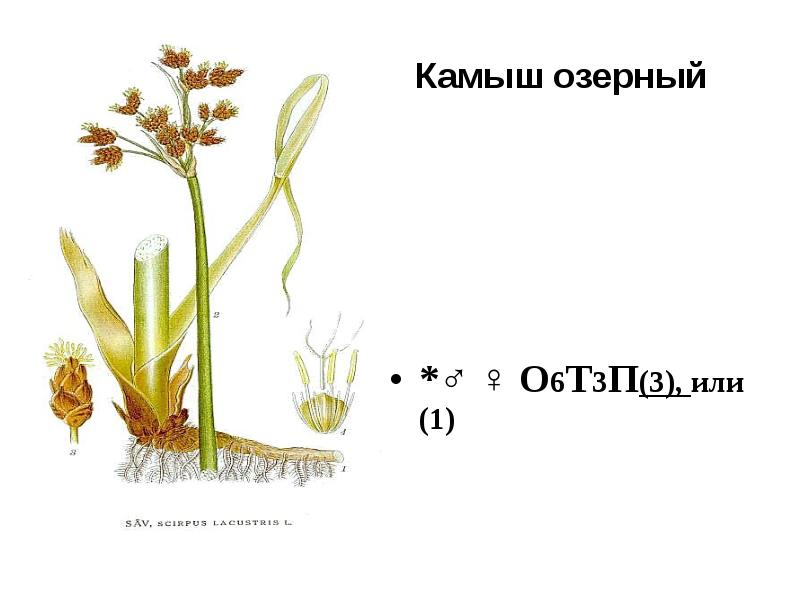 Строение камыша схема