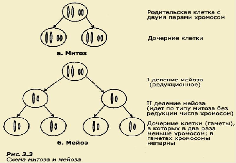 Набор хромосом в дочерних клетках митоза. Редукционное деление мейоза набор хромосом. Дочерняя клетка после деления