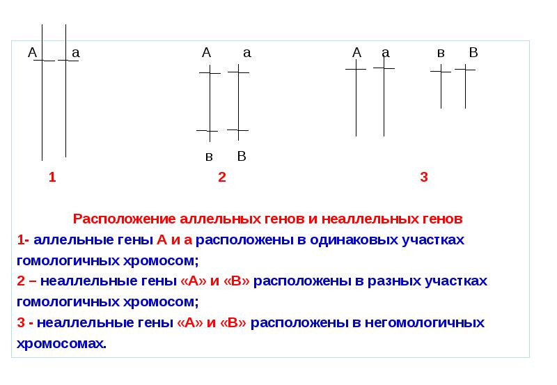 Аллельные гены рисунок