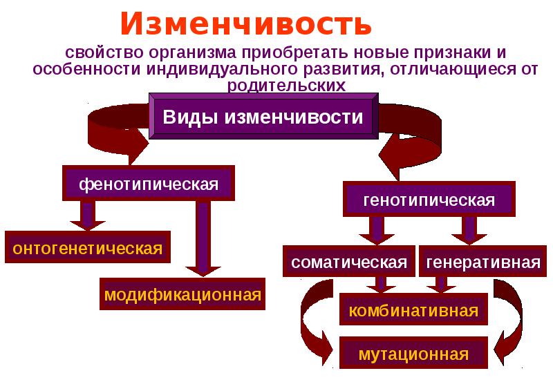 Основы индивидуального развития