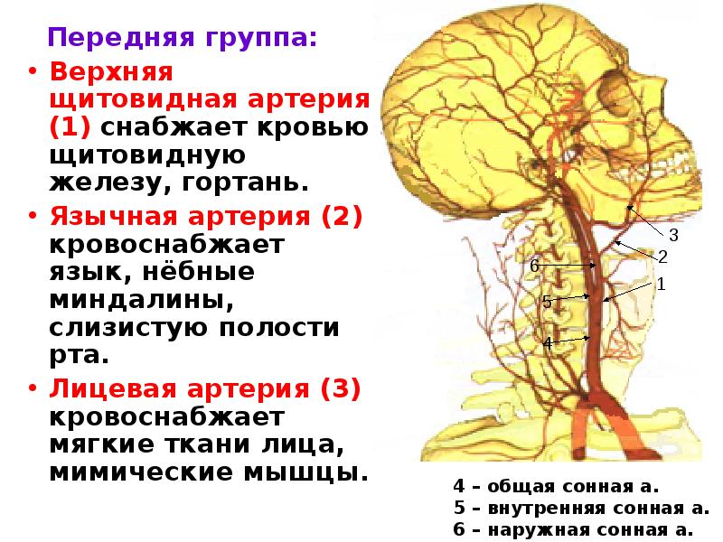 Сонные артерии кровоснабжают