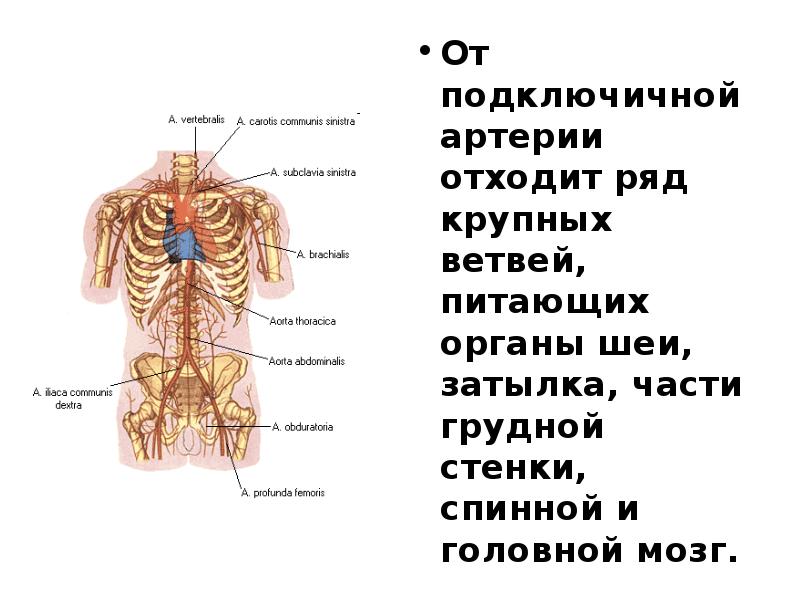 Презентация артериальная система