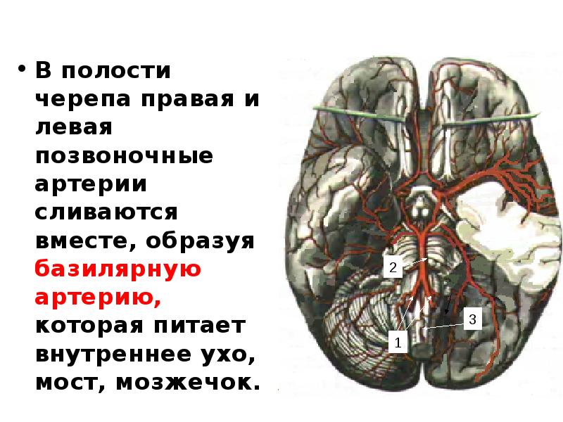 В правом черепе. Сфено базилярного соединение. Базилярная артерия образуется при соединении. Сфенобазилярный симфиз.