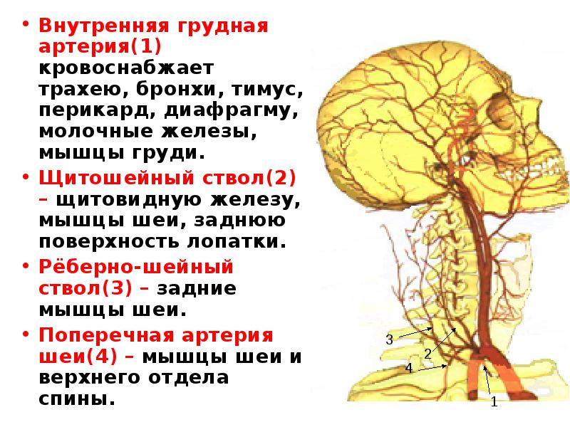 Ветви внутренней грудной артерии