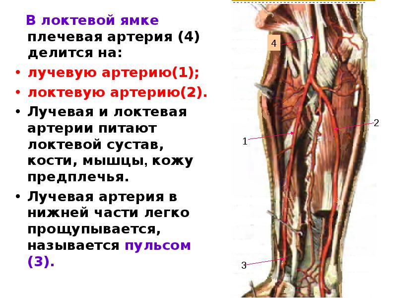 Локтевая ямка где находится фото у человека