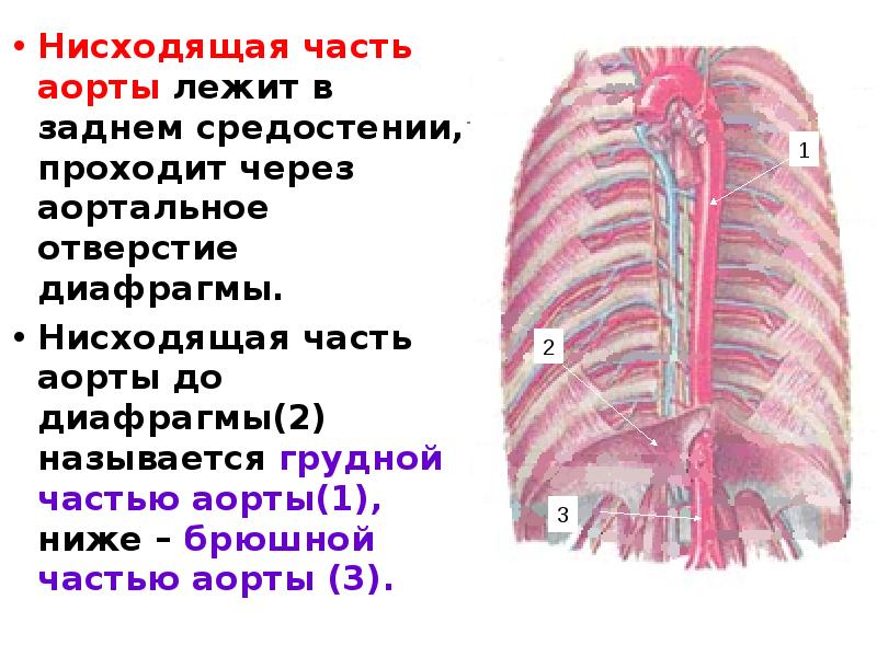 Размеры грудной аорты