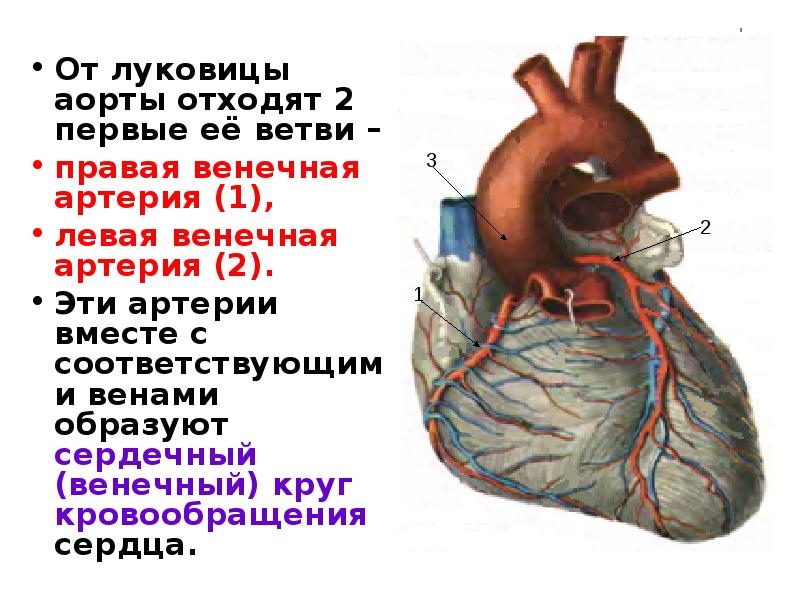 Откуда отходит. Ветви отходящие от луковицы аорты. Сердце анатомия дуга аорты. Луковица аорты анатомия. Венечный круг кровообращения анатомия.