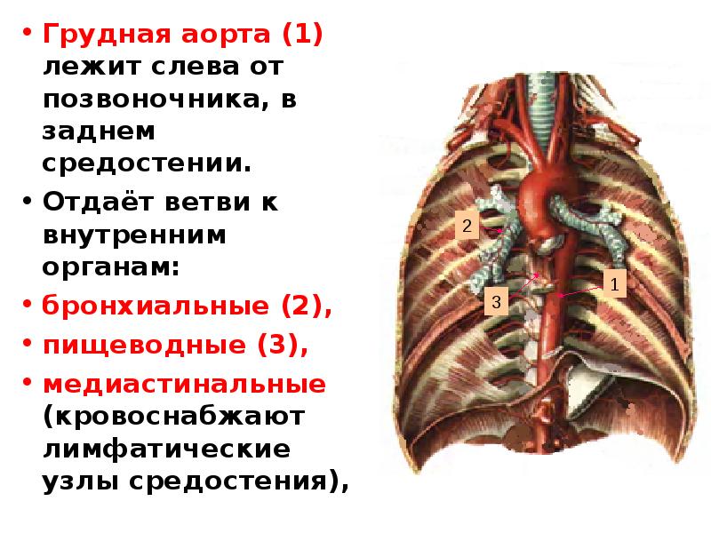 Система грудной аорты