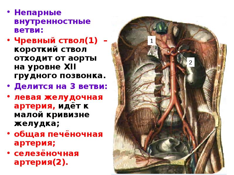 Желудочная артерия является ветвью