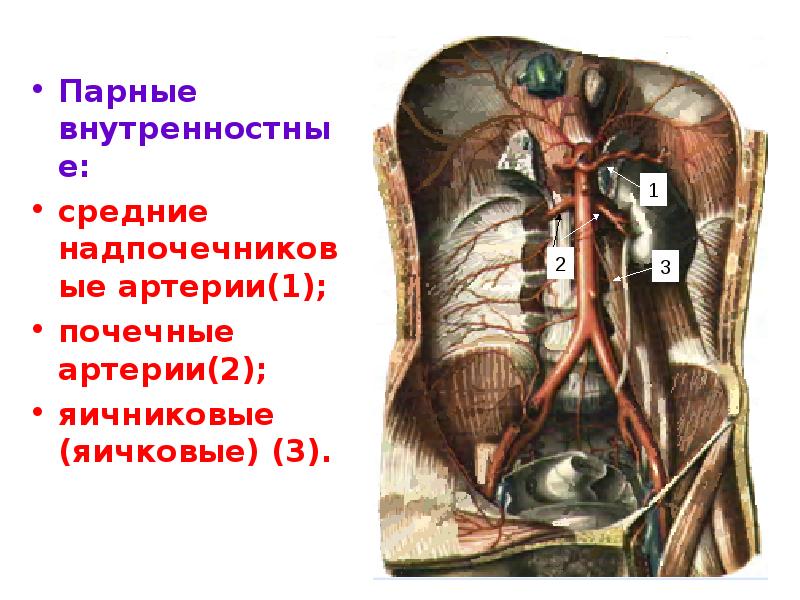 Артериальная система человека анатомия схема