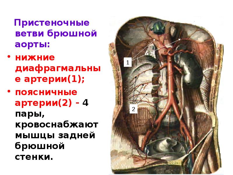 Брюшная аорта. Париетальные ветви брюшной аорты. Париетальные и висцеральные ветви брюшной аорты. Внутренностные ветви брюшной аорты. Парные ветви брюшной аорты.